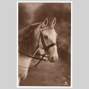 Vintage echte Foto Postkarte - Schimmeldes Portrait - Deutsche Grußkarte um 1915