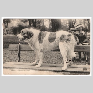 Vintage Hunde Postkarte - Pyrenäischer Sennenhund - Antike französische Grußkarte 1906