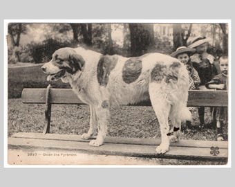 Cartão postal vintage de cachorro - Cão da montanha dos Pireneus - Cartão de felicitações francês antigo de 1906