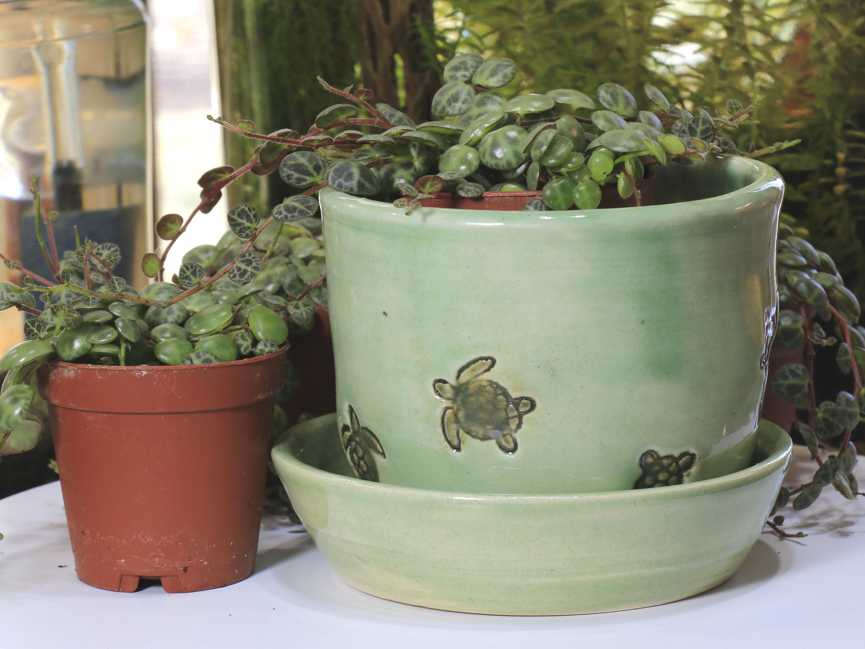 Mature, Healthy, Rooted String of Turtles Plant in Custom Turtle Pot …