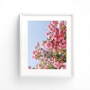 Pink Bougainvillea Print