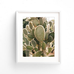 Cactus Print, Morocco
