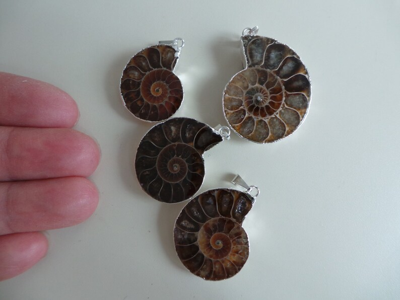 Ammonite Fossil Necklace Nautilus Fossil Spiral Fossil Gift Etsy