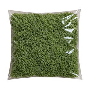 Syntrichia caninervis - Etsy.de