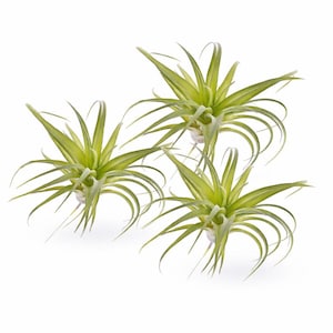Faux Air Plant - Etsy