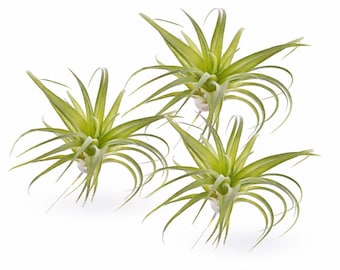 Puede incluir: Tres plantas aéreas con hojas largas, delgadas y de color verde claro que irradian desde un punto central. Las plantas tienen una apariencia única y puntiaguda y están sobre un fondo blanco limpio. Estas plantas son una opción popular para la decoración del hogar.