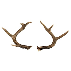 Natural Whitetail Deer Antler Set: Rustic Cabin Decor, Craft Supplies