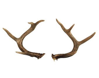 Natural Whitetail Deer Antler Set: Rustic Cabin Decor, Craft Supplies