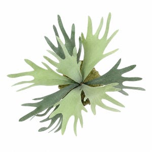 May include: A staghorn fern plant featuring multiple elongated, lobed fronds in varying shades of light and dark green. The plant has a central, textured, moss-like base from which the distinctively shaped, antler-like leaves radiate outward.