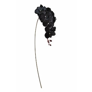 May include: A single, elegant black orchid stem against a white background. The orchid features multiple dark, velvety petals and a few unopened buds. The stem is long and slender, with a natural, organic appearance.