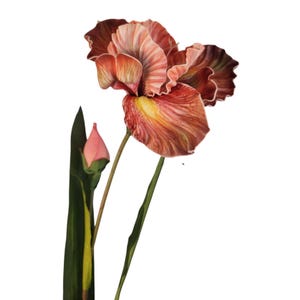 May include: A watercolor painting of a blooming iris flower with ruffled petals in shades of orange, red, and yellow. A pink bud and green stem and leaf are also visible. The background is white.