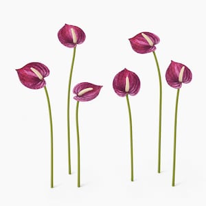 May include: Six individual anthurium flowers with deep magenta, heart-shaped spathes and pale cream-colored spadices. Each flower is attached to a long, slender, straight green stem, arranged vertically against a plain white background.