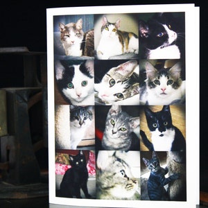 Cartões de aniversário - Amor por gatos, amor por cães, amor por pássaros ou amor por borboletas, fotografia original