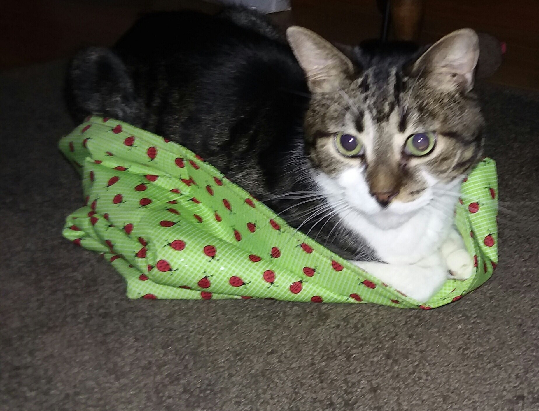 Cat Alert.......Cat Cozy Crinkle Sack