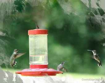 A Bird Lover's Photography