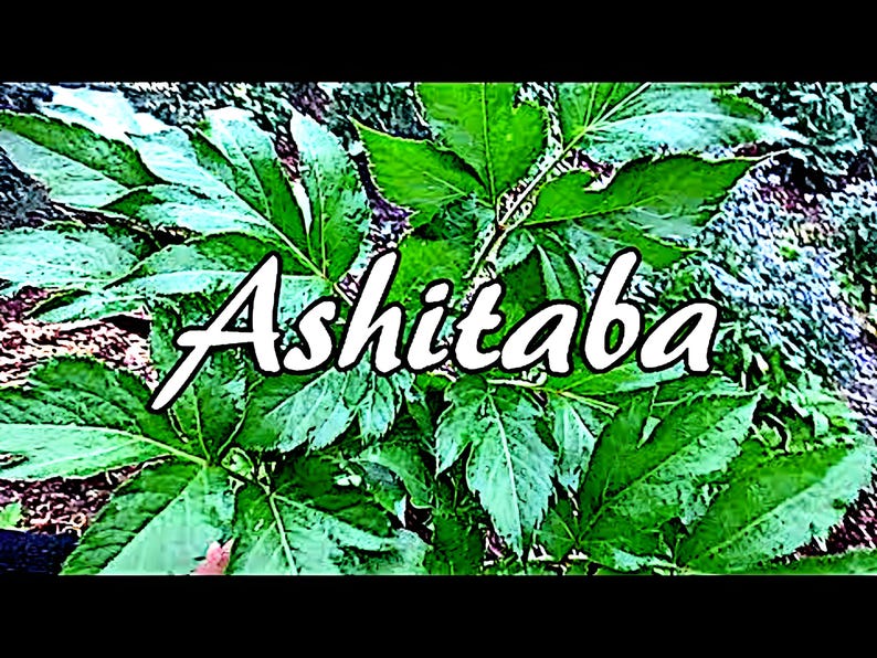Ashitaba Dried Leaves 明日葉 Organic Ashitaba Tea Angelica Keiskei ...