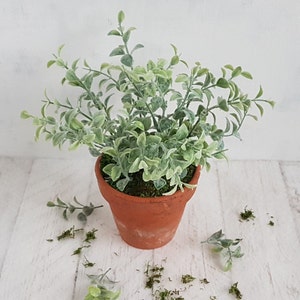 May include: A small potted plant with green leaves in a terracotta pot. The plant is sitting on a white wooden surface.
