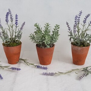 May include: Three terracotta pots with lavender and green plants. The pots are all the same size and shape, and they are arranged in a row on a white surface.