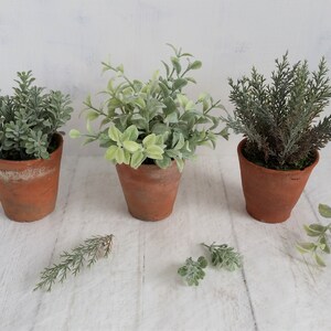 May include: Three potted plants with green foliage in terracotta pots on a white wood surface. The plants are arranged in a row from left to right.