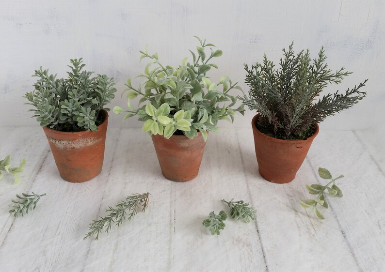 May include: Three potted plants with green foliage in terracotta pots on a white wood surface. The plants are arranged in a row from left to right.