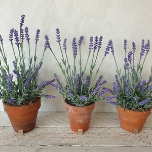 May include: Three potted lavender plants with purple flowers in terracotta pots. The pots are labelled A, B, and C.