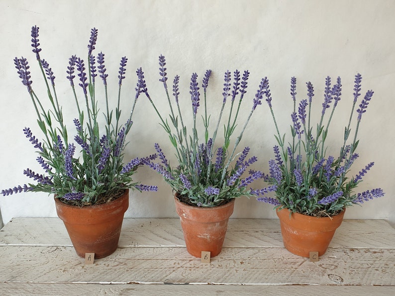 May include: Three potted lavender plants with purple flowers in terracotta pots. The pots are labelled A, B, and C.