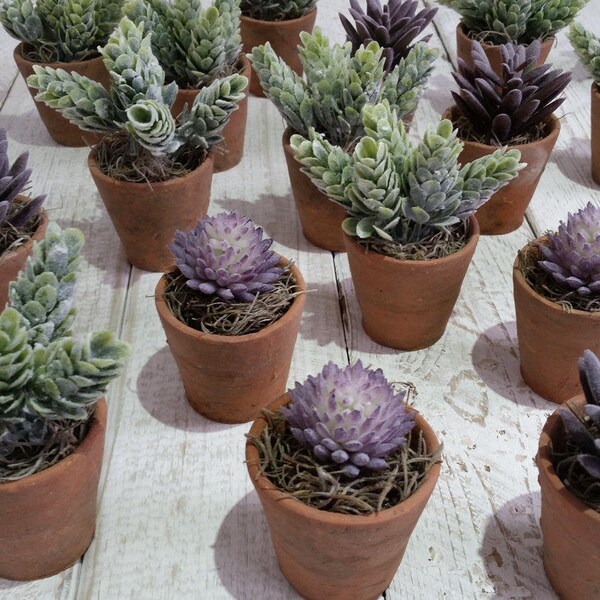 Set 5 little succulent plants Small faux plants Genuine vintage Victorian old terracotta pots Artificial succulents planter Gifts for her