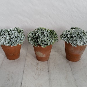 May include: Three small potted plants with white flowers and green leaves. The plants are in terracotta pots and are arranged in a row on a white surface.