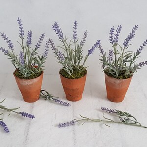 May include: Three terracotta pots with lavender plants. The pots are all the same size and shape, and the lavender plants are all in bloom. The plants are arranged in a row on a white surface.