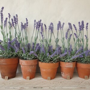 May include: A row of five terracotta pots filled with lavender plants. The pots are labelled A to E.