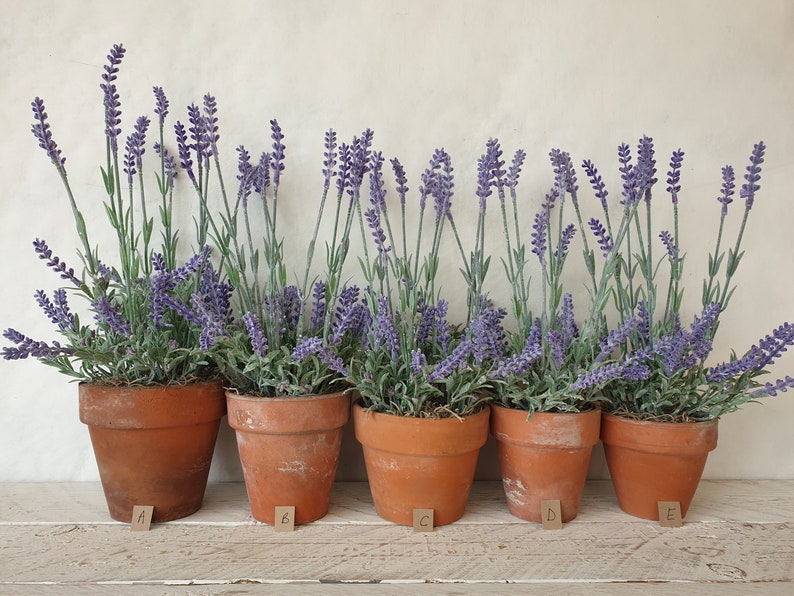 May include: A row of five terracotta pots filled with lavender plants. The pots are labelled A to E.
