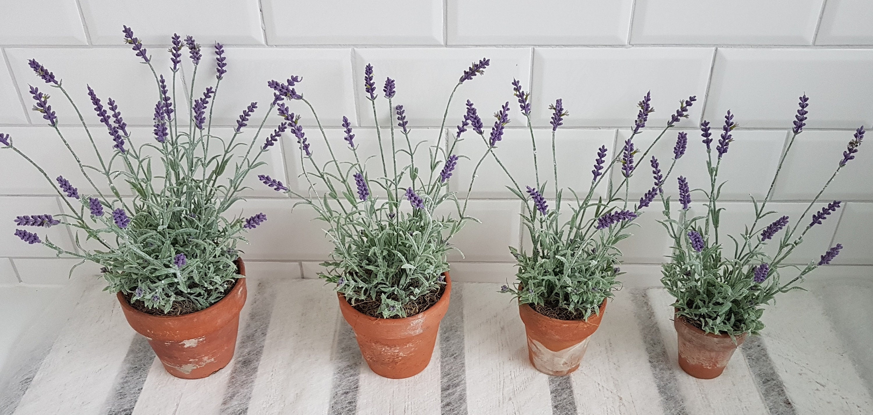 Live Lavender Plant in Moss Pot