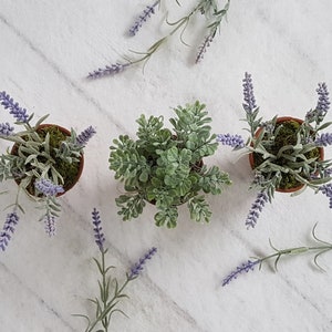 May include: Three potted plants, two with lavender flowers and one with green foliage. The plants are in terracotta pots and are arranged on a white marble surface.