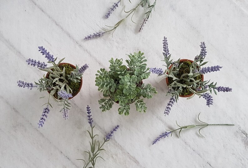 May include: Three potted plants, two with lavender flowers and one with green foliage. The plants are in terracotta pots and are arranged on a white marble surface.