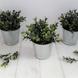 May include: Three small potted plants with green leaves in silver metal pots on a white wooden surface.