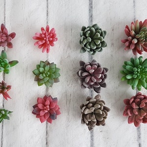 May include: Twelve artificial succulent plants in various shades of green, red, and brown. The plants are arranged in two rows of six on a white wooden background.