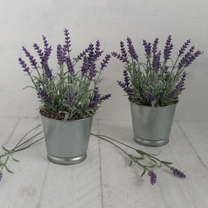 May include: Two potted lavender plants in silver metal containers on a white wooden surface. The lavender plants have purple flowers and green leaves.