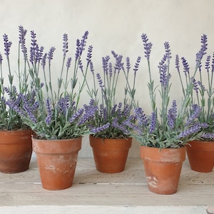 May include: Six terracotta pots filled with lavender plants. The pots are arranged in a row on a white wooden surface.