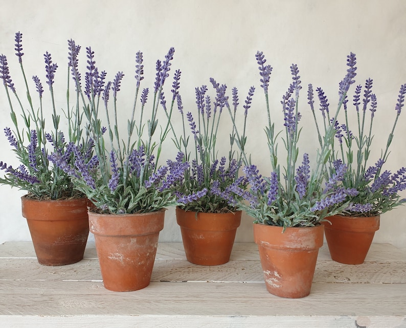 May include: Six terracotta pots filled with lavender plants. The pots are arranged in a row on a white wooden surface.