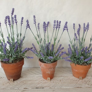 May include: Three terracotta pots filled with lavender plants. The pots are labelled A, B, and C.