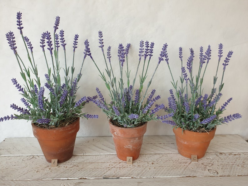 May include: Three terracotta pots filled with lavender plants. The pots are labelled A, B, and C.