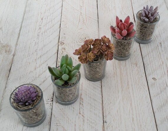 Set 5 Succulent Plants In Little Glass Vases Faux Succulents Etsy
