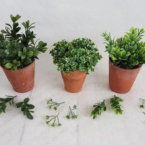 Faux Boxwood Plants: Trio Set in Hand-Thrown Vintage Terracotta Pots