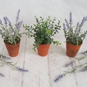 May include: Three small terracotta pots with plants. Two pots contain lavender plants with purple flowers and green leaves. The third pot contains a green leafy plant.