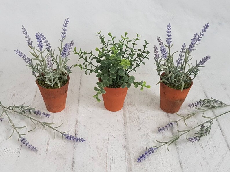 May include: Three small terracotta pots with plants. Two pots contain lavender plants with purple flowers and green leaves. The third pot contains a green leafy plant.