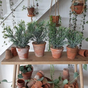 May include: Four potted plants with green foliage sit on a wooden shelf. The terracotta pots are arranged in a row. Additional terracotta pots and hanging plants are visible in the background, creating a natural, earthy aesthetic.