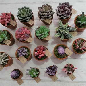 May include: A collection of 19 small potted succulents in various shades of green, pink, and purple. The pots are brown and have numbers written on them.