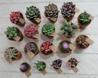 Artificial Succulent in Vintage Terracotta Pot, Faux Plant Decor