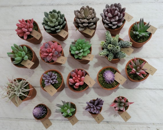 Artificial Succulent in Vintage Terracotta Pot, Faux Plant Decor - Etsy