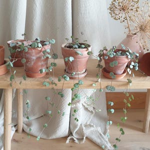 String of Hearts Plant: Vintage Hand-Thrown Terracotta Pot Ceropegia Woodii
